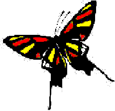 papillon.gif (2769 octets)